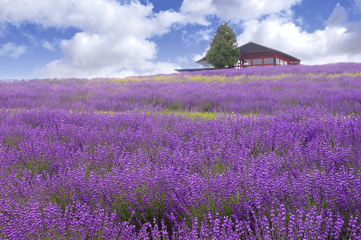 🌸 나카후라노 정영 라벤더원 (나카후라노 초에이 라벤다 엔)
